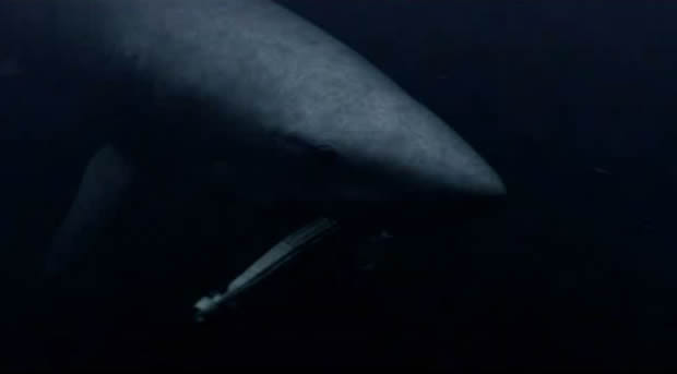 Mega Shark vs Giant Octopus