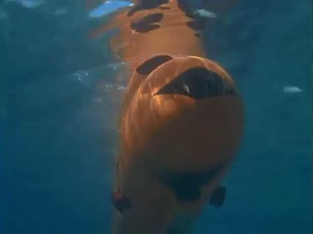 Flipper