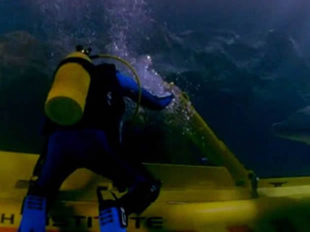 Flipper - The new adventures
